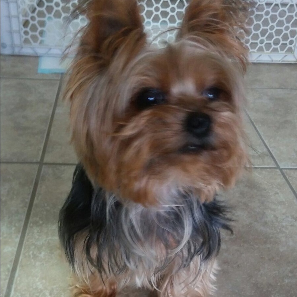 Meet your Posher, Evelyn